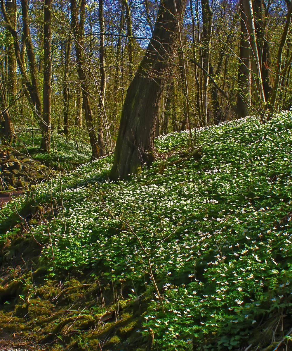 Lush green forest landscape